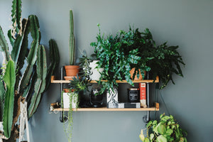 Plant accessories 